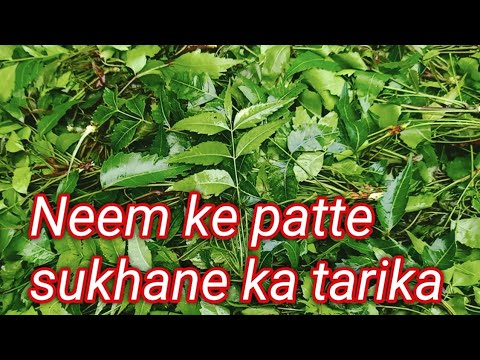 Neem Ke Patte Sukhane Ka Tarika // How To Make Neem Powder At Home