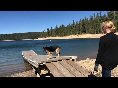 German Shepherd hiking Off-leash Hiking with Dog in the Wilderness - forest ep163