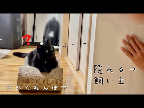 かくれんぼがしたい飼い主と、察して遊んでくれる黒猫