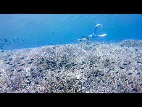 Freediving - Sharks, Dolphins, Wrecks! July 2016, Ogasawara