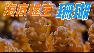 Coral 珊瑚——珊瑚竟是珊瑚蟲死亡後的骨骼！