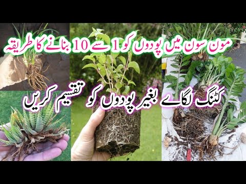 Permanent plants To Grow In Rainy season/Plants divided by roots/plants propagation in monsoon