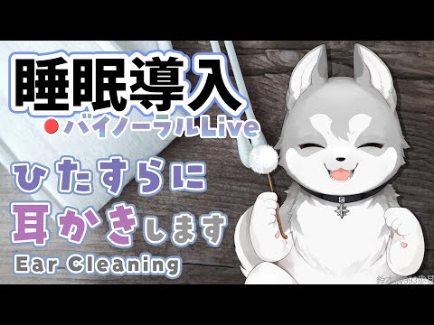 [ASMR] Thorough ear cleaning for sound sleep - Dec. 11. 2024 [Nijisanji/Masaru Suzuki]