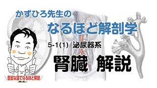 【無料配信】なるほど解剖学 腎臓