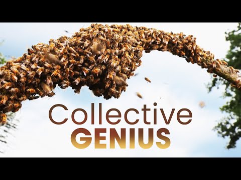 Swarm Intelligence: Decoding Nature's Mystical Language | Smart Swarms Ep. 1 | Documentary