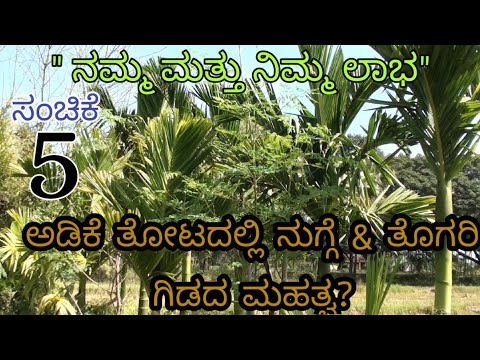 ಅಡಿಕೆ ತೋಟದಲ್ಲಿ ನುಗ್ಗೆ & ತೊಗರಿ ಗಿಡದ ಮಹತ್ವ? ||ಸಂಚಿಕೆ 5|| Drumstick intercropping in arecanut ||Ep 5||