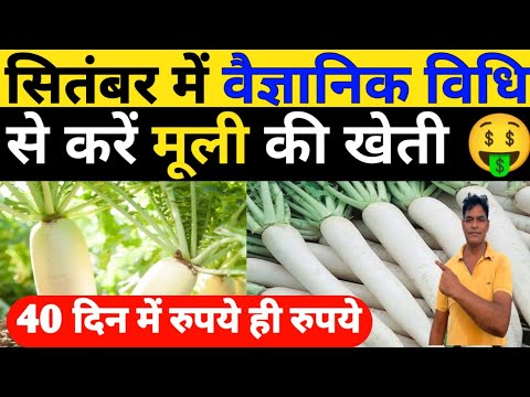 सितंबर में वैज्ञानिक विधि से करें मूली की खेती|Muli ki kheti|Muli ki kheti kaise kare|radish farmig