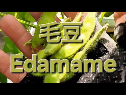 毛豆 Edamame