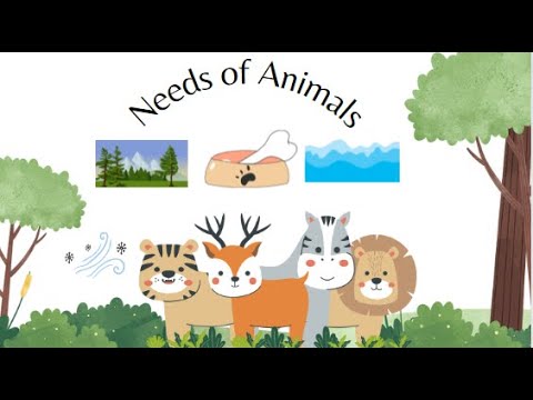 Needs of animals for kids. The basic needs of animals to live and survive. kids educational video