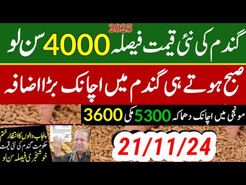 munji kaynat 1121rate 2024/munji 1509 new rate /today gundam rate/مونجی کا ریٹ کائنات