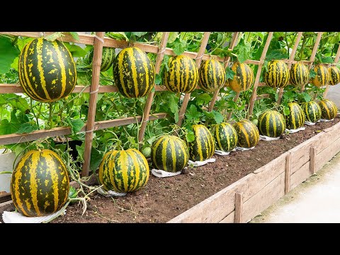 The secret for me to create a wonderful melon garden is with only wooden barrels and lots of fruit