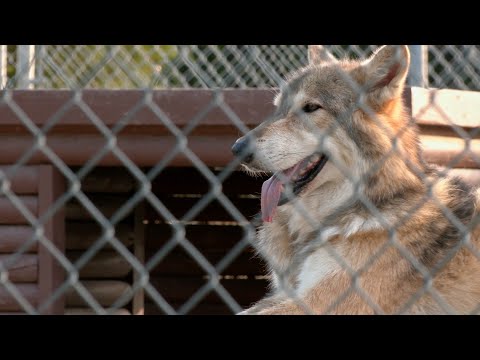 Saint Francis Wolf Sanctuary (Texas Country Reporter)