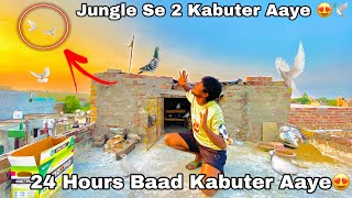 Jangal Se 2 Kabutar 🐦 Aaye 😍 || #pigeon #kabutar #pigeonvlog #kabutarvlog