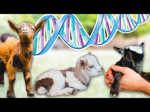 Predicting this year’s BABY GOAT COLOR COMBOS! 😍 (goat genetic analysis)