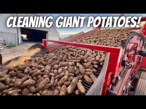 Cleaning and storing giant potatoes!