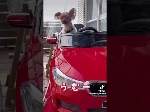 お出かけしたくて駐車場のマイカーに乗りこむハリー🐶