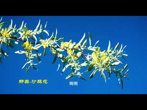 那英 沙棘花