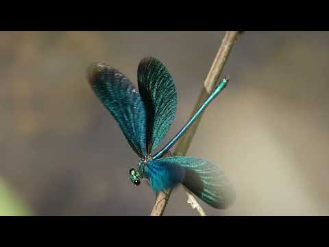 footage: dragonfly, libelle