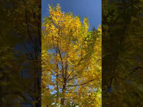 门前小树向我报秋 / 4 year old tree front door says: Autumn is here