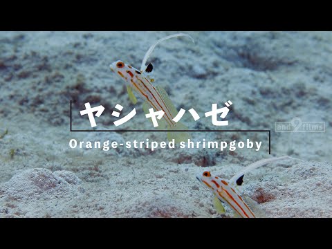 魚図鑑 on YouTube【ヤシャハゼ】Orange-striped shrimp goby