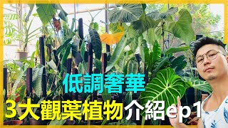 【觀葉植物EP1]現在觀葉植物的價錢大降價，龜背芋屬、蔓綠絨屬以及花燭屬都有哪些低調奢華的品種呢?＃愛種花的伊恩＃monstera＃philodendron＃Anthurium。