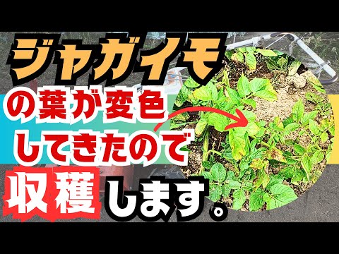 【ジャガイモ】を【収穫】します😁