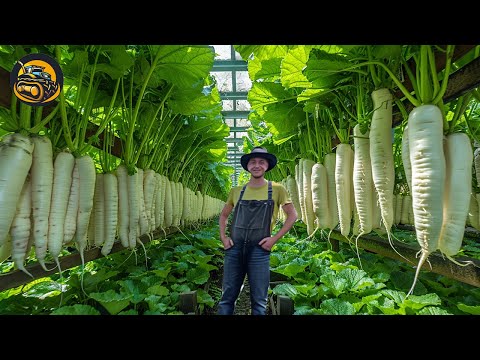 How Sugar Beet Become So Sweet So Quickly - Agriculture with Grand Machine