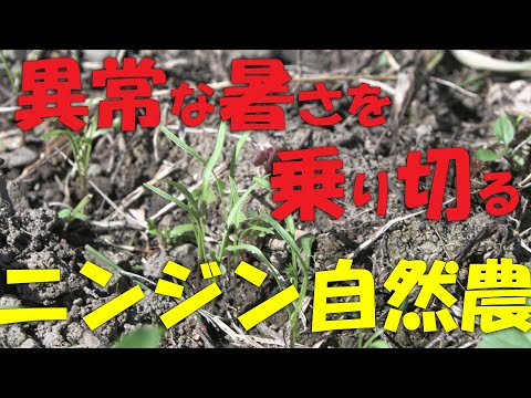 【ニンジン】異常な暑さを乗り切る ニンジン自然農