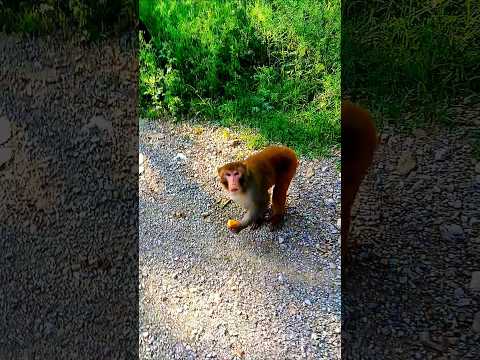 Brown male Monkey 🐒  in action #monkey #primates #animals #wildlife