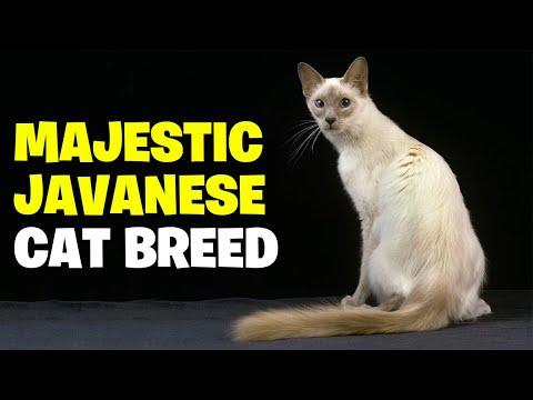 Unveiling the Majestic Javanese Cat Breed -A 101 Guide