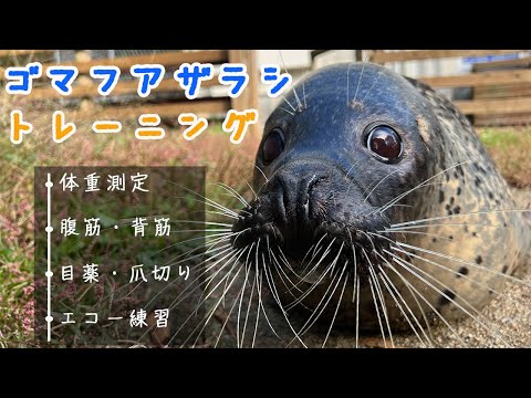 【完全解説】ゴマフアザラシのトレーニングを公開します！【腹筋もできるよ】