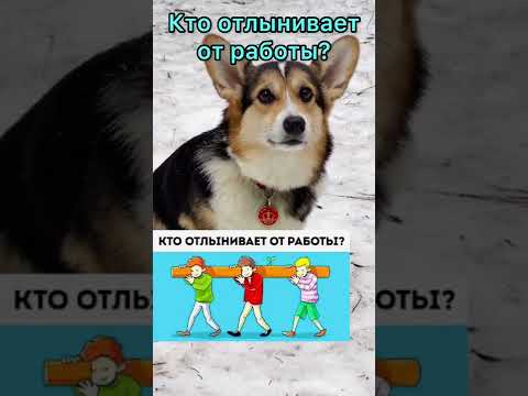 СМЕШНЫЕ ЖИВОТНЫЕ | КТО ОТЛЫВАНИВАЕТ ОТ РАБОТЫ?