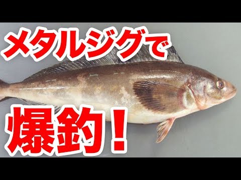 【魚図鑑　ホッケ】磯釣りのターゲットに！堤防からルアーで爆釣！