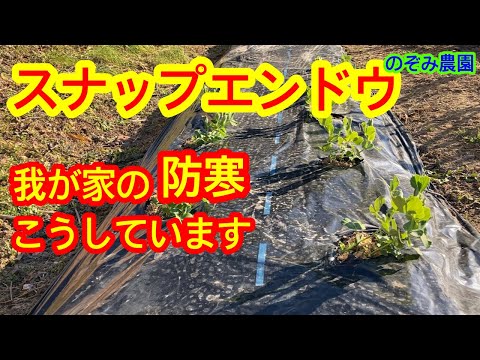 【スナップエンドウ】大切な冬越し。我が家の防寒はこんなふうにしています。２種類の方法。今後の作業など。