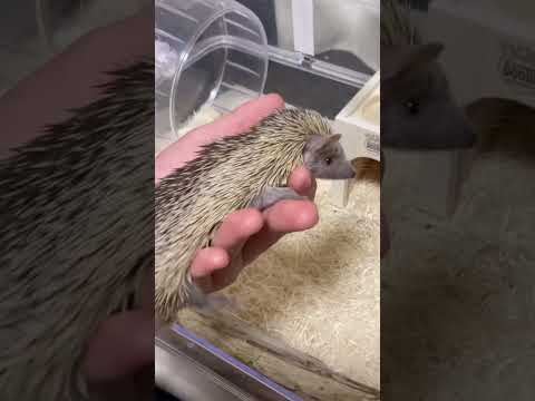 ヒメハリテンレック飼ったら可愛すぎて（声はネタですw）　＃小動物　#ペット　#shorts