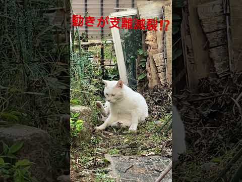 #ねこのいる暮らし #ねこ動画 #cat #のら猫 #白猫