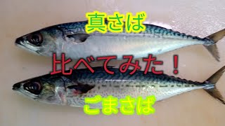 [魚の捌き方]真さばとごまさばを比べてみました