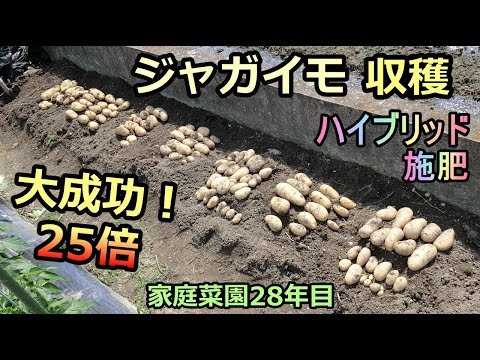 【ジャガイモの収穫 25倍ハイブリッド施肥大成功！】七つの栽培ノウハウ 家庭菜園28年目 無農薬 半自給自足