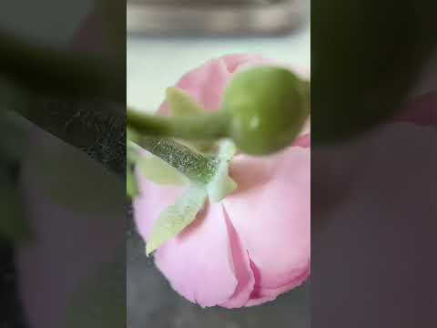 DIY clay hydrangeas flower #handmade #diy#craft #foryou #tiktok #fyp