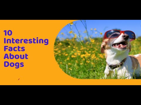 10 Interesting Facts About Dogs 🐕