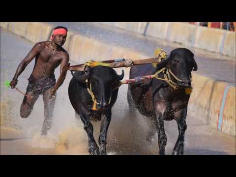 ADVAE KAMBALA  - CELEBRATION OF CULTURE | ADVAE NANDIKOOR KAMBALA 2019