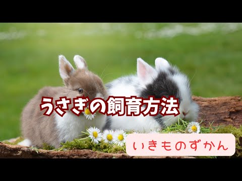 【いきものずかん】うさぎの飼育方法