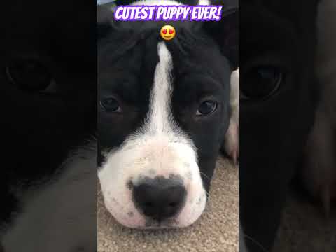 Cutest pup hides under bed #ozziereviews #puppy #puppyvideos #dog #amstaff #pitbullpuppy #funnydog