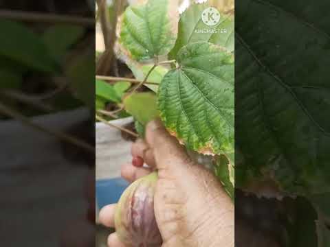 Turkey Anjeer and Palsa Fruit from my terrace garden#gardening #terracegardener  #terracegarden