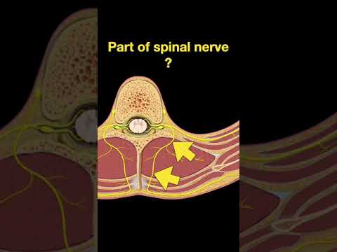 Testing Spinal cord and Nerves #Shorts Part B