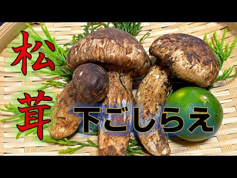 洗ってはいけない!?松茸の下ごしらえ(Preparation of matsutake mushrooms)