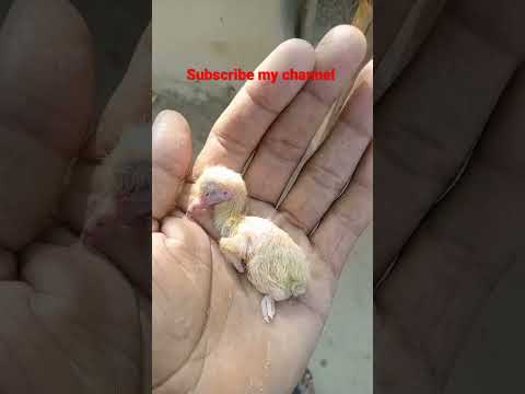 Cute pigeon baby dead //#shorts #kabootar #beautiful #beautiful #whatsappstatus