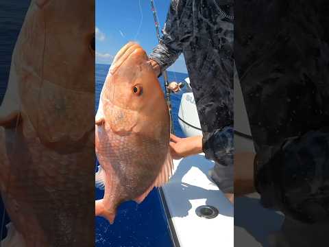 Opening day jumbo red snapper