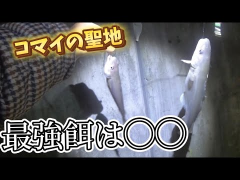 【北海道】【釣り】コマイの聖地！最強餌は◯◯⁉