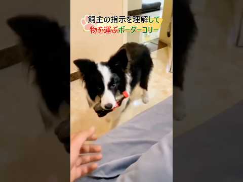 指の動きだけで考えて動く賢いボーダーコリー#dog#shorts#clever #Border Collie#犬#賢い犬 #賢い